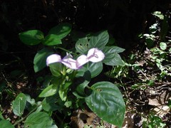 Dicliptera bivalvis