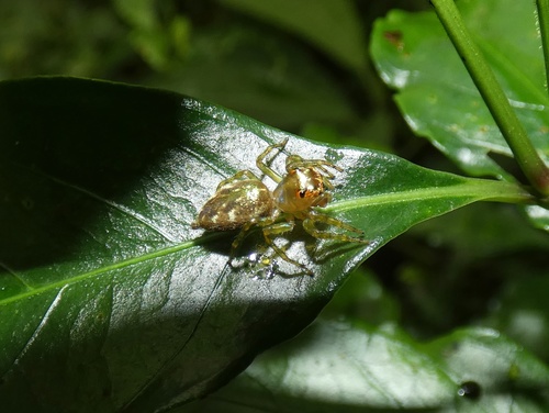 Cobanus unicolor