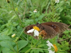 Euploea sylvester swinhoei