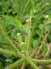 Drosera finlaysoniana