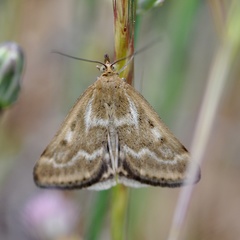 Pyrausta limbopunctalis
