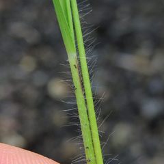 Dichanthelium linearifolium