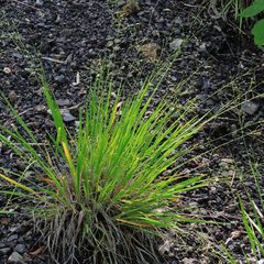 Dichanthelium linearifolium