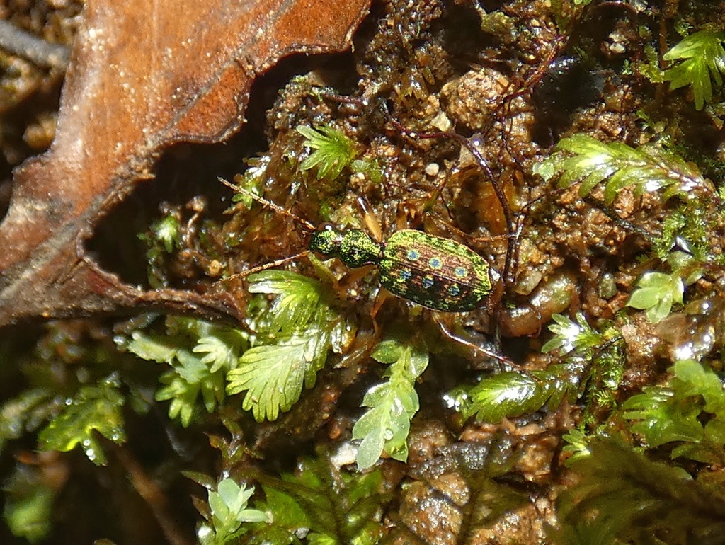 Quammenis