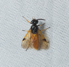 Arge melanochra