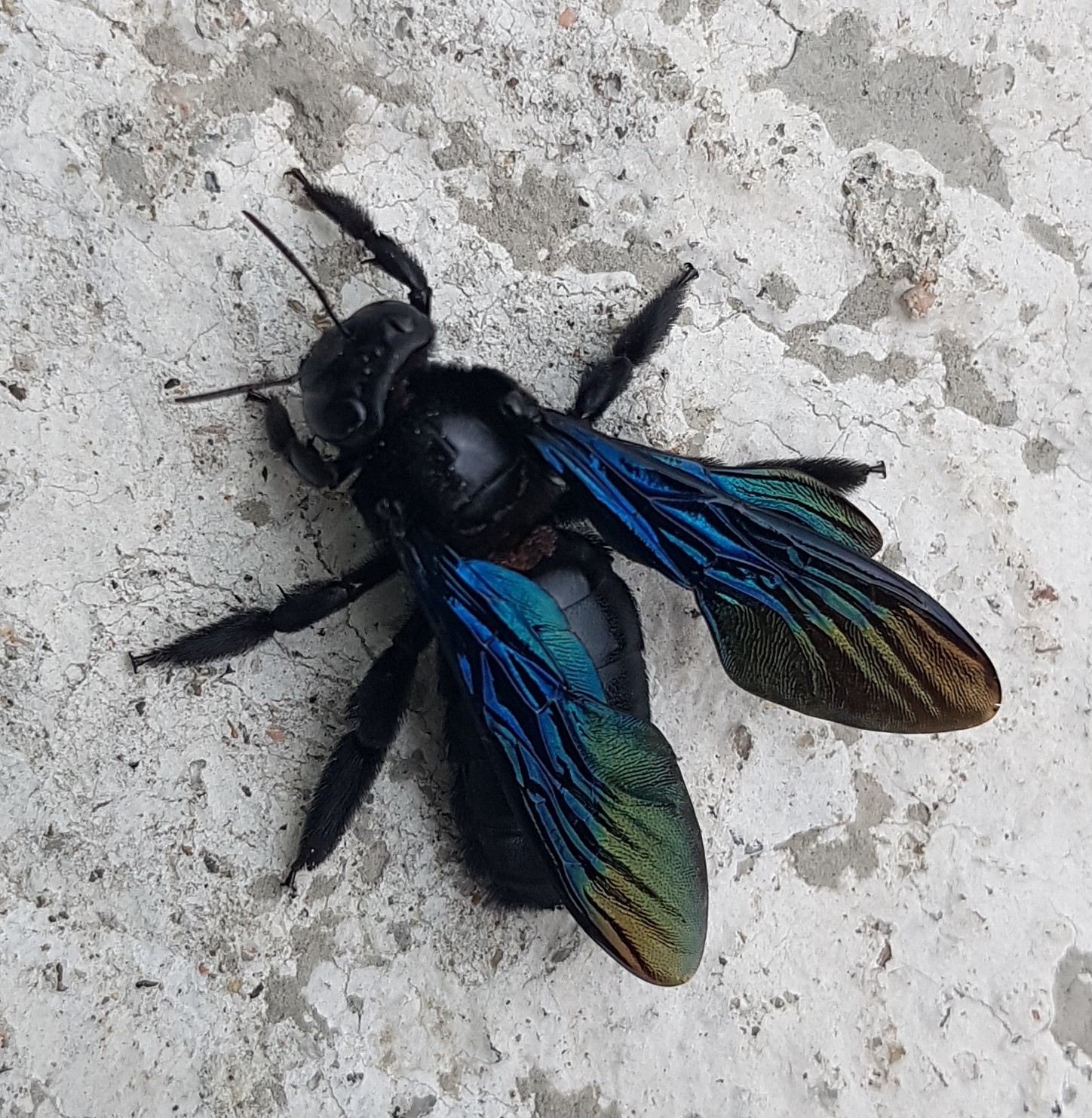 6 X Firebird Stalking Bug – Mosca Con Perlina Tungsteno Blu E Corpo Nero Per Trota - Foto 2