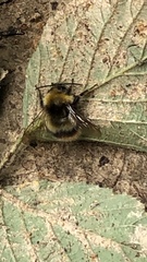 Bombus