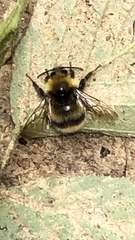 Bombus
