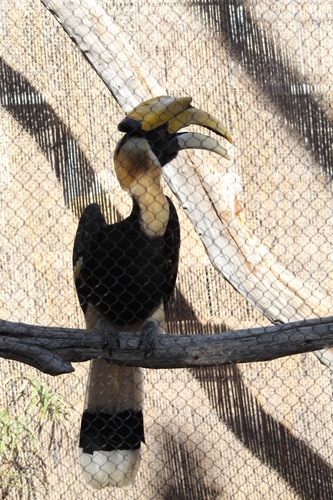 Buceros bicornis