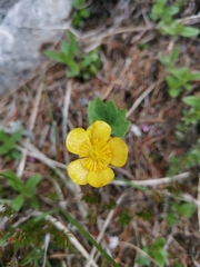 Ranunculus hybridus