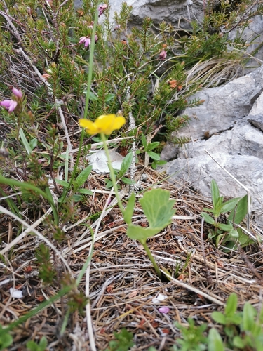 Image of Ranunculus hybridus by (c) Ljaž, some rights reserved (CC BY)
