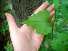 Alliaria petiolata