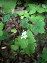 Alliaria petiolata