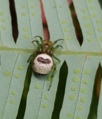 Bijoaraneus mitificus