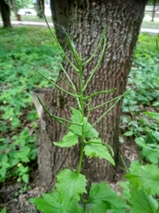 Alliaria petiolata