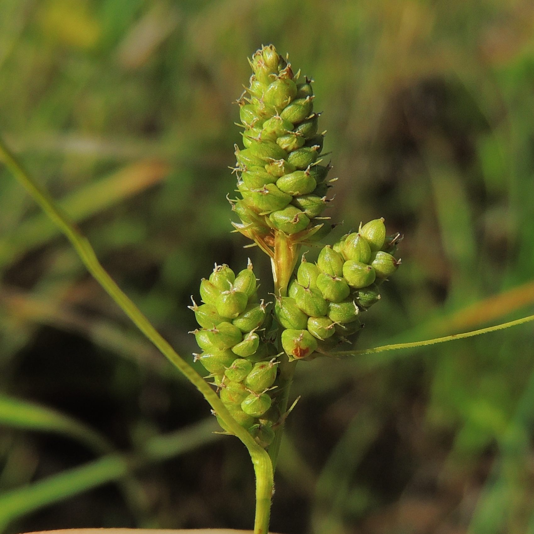 Carex hirsutella
