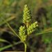Carex hirsutella - Photo (c) Rob Curtis, μερικά δικαιώματα διατηρούνται (CC BY-NC-SA), uploaded by Rob Curtis