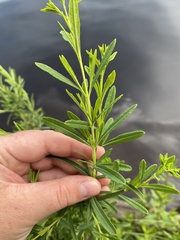 Hypericum densiflorum