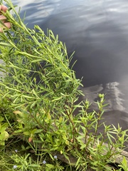 Hypericum densiflorum