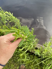 Hypericum densiflorum