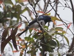Myiagra cyanoleuca