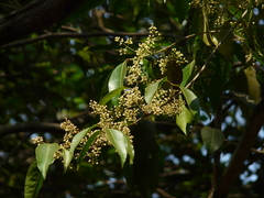 Olea dioica