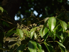 Olea dioica