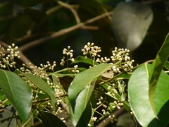 Olea dioica