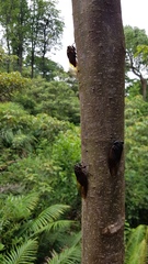 Cryptotympana mandarina