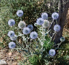 Echinops spinosissimus