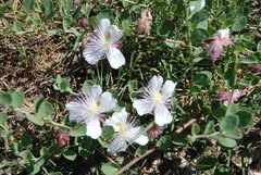 Capparis sicula