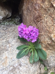 Primula pedemontana