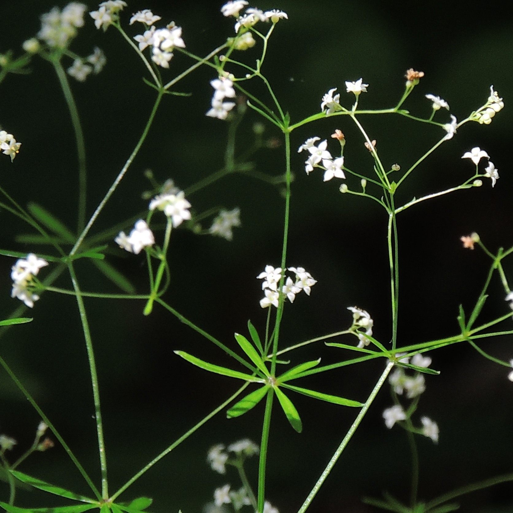 Galium concinnum