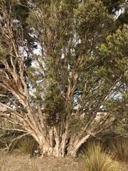 Melaleuca halmaturorum