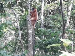 Trachypithecus pileatus