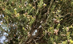 Melaleuca halmaturorum