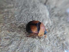 Bolbocerosoma bruneri