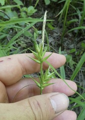 Carex lonchocarpa