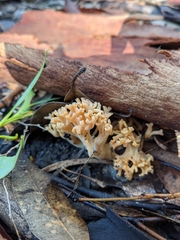 Ramaria capitata ochraceosalmonicolor