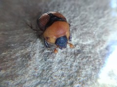 Bolbocerosoma bruneri