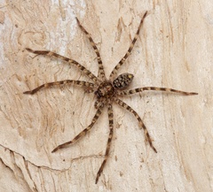 Heteropoda renibulbis