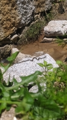 Natrix astreptophora