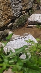 Natrix astreptophora