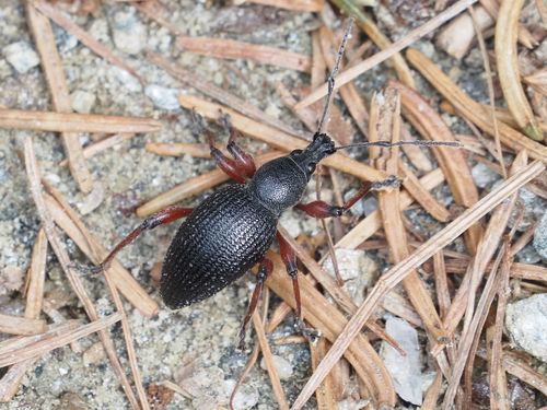 Otiorhynchus tenebricosus
