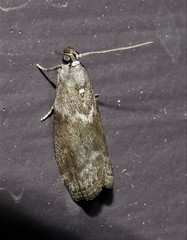 Oreana unicolorella