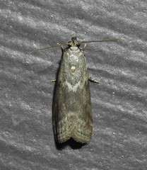 Oreana unicolorella