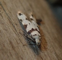 Pseudotelphusa scalella