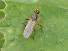 Norellisoma armipes