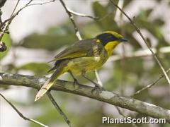 Lichenostomus melanops