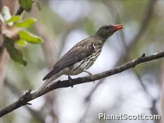 Olive-Backed Oriole photo 6